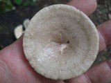 Lactarius cinereus image