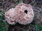 Lycoperdon marginatum image