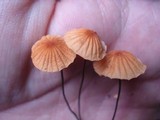Marasmius siccus image