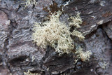 Ramalina roesleri image