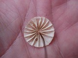 Marasmius siccus image