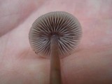 Mycena pura image
