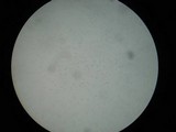 Mycena pura image
