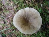 Arrhenia epichysium image