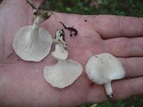 Pleurotus pulmonarius image
