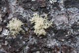Ramalina roesleri image