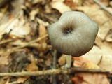 Entoloma serrulatum image