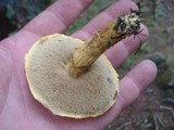 Pulveroboletus ravenelii image