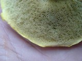 Pulveroboletus ravenelii image