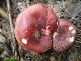 Russula vinacea image
