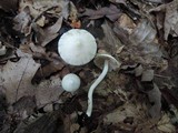 Inocybe geophylla image