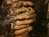 Bjerkandera adusta image