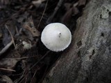 Inocybe geophylla image