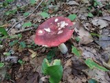 Russula vinacea image