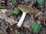 Russula vinacea image