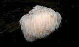 Hericium americanum image