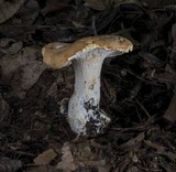 Hydnum mulsicolor image