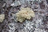 Ramalina roesleri image