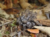 Pseudocraterellus calyculus image