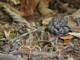 Pseudocraterellus calyculus image