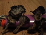 Pseudocraterellus calyculus image