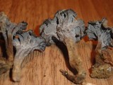 Pseudocraterellus calyculus image