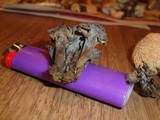 Pseudocraterellus calyculus image