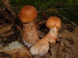 Cortinarius armillatus image