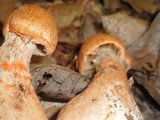 Cortinarius armillatus image