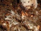 Cortinarius armillatus image