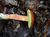 Boletus rubropunctus image