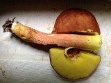 Boletus rubropunctus image