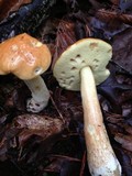 Boletus longicurvipes image