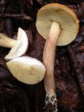 Boletus longicurvipes image