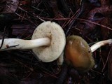 Boletus longicurvipes image