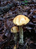 Boletus longicurvipes image
