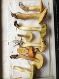 Boletus longicurvipes image