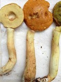 Boletus longicurvipes image
