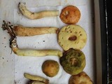 Boletus longicurvipes image