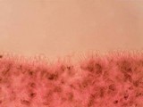 Panaeolus cinctulus image