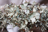 Platismatia glauca image