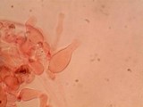Panaeolus cinctulus image
