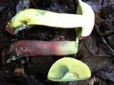 Boletochaete bicolor image