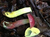 Boletochaete bicolor image