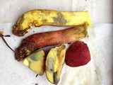 Boletochaete bicolor image