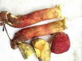 Boletochaete bicolor image