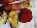 Boletochaete bicolor image