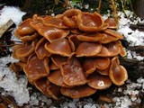 Gymnopus acervatus image