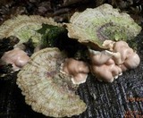 Hypocrea peltata image