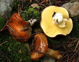 Suillus brevipes image